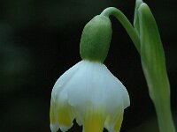 Leucojum vernum 3, Lenteklokje, Saxifraga-Jan van der Straaten