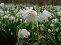 Leucojum vernum 30, Lenteklokje, Saxifraga-Ed Stikvoort