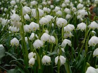 Leucojum vernum 31, Lenteklokje, Saxifraga-Ed Stikvoort