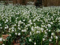 Leucojum vernum 32, Lenteklokje, Saxifraga-Ed Stikvoort