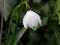 Leucojum vernum 4, Lenteklokje, Saxifraga-Peter Meininger