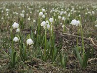 Leucojum vernum 5, Lenteklokje, Saxifraga-Rob Felix : Plantae, Plants, planten