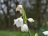 Leucojum vernum 6, Lenteklokje, Saxifraga-Jeroen Willemsen
