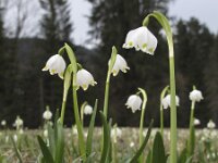 Leucojum vernum 7, Lenteklokje, Saxifraga-Rob Felix : Plantae, Plants, planten
