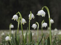 Leucojum vernum 8, Lenteklokje, Saxifraga-Rob Felix : Plantae, Plants, planten
