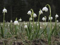 Leucojum vernum 9, Lenteklokje, Saxifraga-Rob Felix : Plantae, Plants, planten