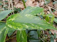 Leucothoe fontanesiana 2, Saxifraga-Rutger Barendse