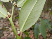 Leucothoe fontanesiana 3, Saxifraga-Rutger Barendse