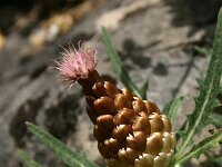 Leuzea conifera 2, Saxifraga-Dirk Hilbers