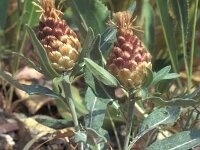 Leuzea conifera 4, Saxifraga-Inigo Sanchez