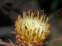 Leuzea conifera 5, Saxifraga-Jan van der Straaten