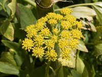 Levisticum officinale 2, Lavas, Saxifraga-Jan van der Straaten