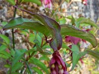 Leycesteria formosa 10, Fazantenbes, Saxifraga-Ed Stikvoort