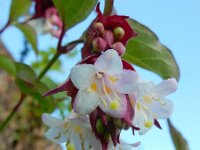 Leycesteria formosa 11, Fazantenbes, Saxifraga-Ed Stikvoort