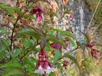 Leycesteria formosa 12, Fazantenbes, Saxifraga-Ed Stikvoort