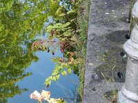 Leycesteria formosa 2, Fazantenbes, Saxifraga-Rutger Barendse