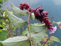 Leycesteria formosa 3, Fazantenbes, Saxifraga-Rutger Barendse