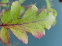 Leycesteria formosa 5, Fazantenbes, Saxifraga-Rutger Barendse