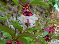 Leycesteria formosa 9, Fazantenbes, Saxifraga-Ed Stikvoort