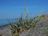 Leymus arenarius 10, Zandhaver, Saxifraga-Ed Stikvoort