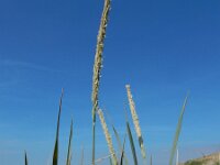 Leymus arenarius 11, Zandhaver, Saxifraga-Ed Stikvoort