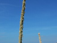 Leymus arenarius 12, Zandhaver, Saxifraga-Ed Stikvoort
