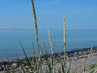 Leymus arenarius 13, Zandhaver, Saxifraga-Ed Stikvoort