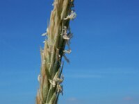 Leymus arenarius 8, Zandhaver, Saxifraga-Ed Stikvoort