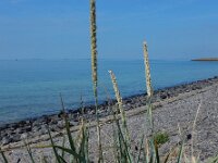 Leymus arenarius 9, Zandhaver, Saxifraga-Ed Stikvoort