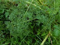 Ligusticum lucidum 5, Saxifraga-Ed Stikvoort : Refugio de Aliva - Sotres s9900