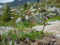 Ligusticum mutellina 2, Saxifraga-Ed Stikvoort