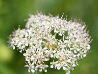 Ligusticum mutellina 7, Saxifraga-Sonja Bouwman  Alpine lovage - Ligusticum mutellina - Apiaceae familie; Grote St Bernard pas (Zw)