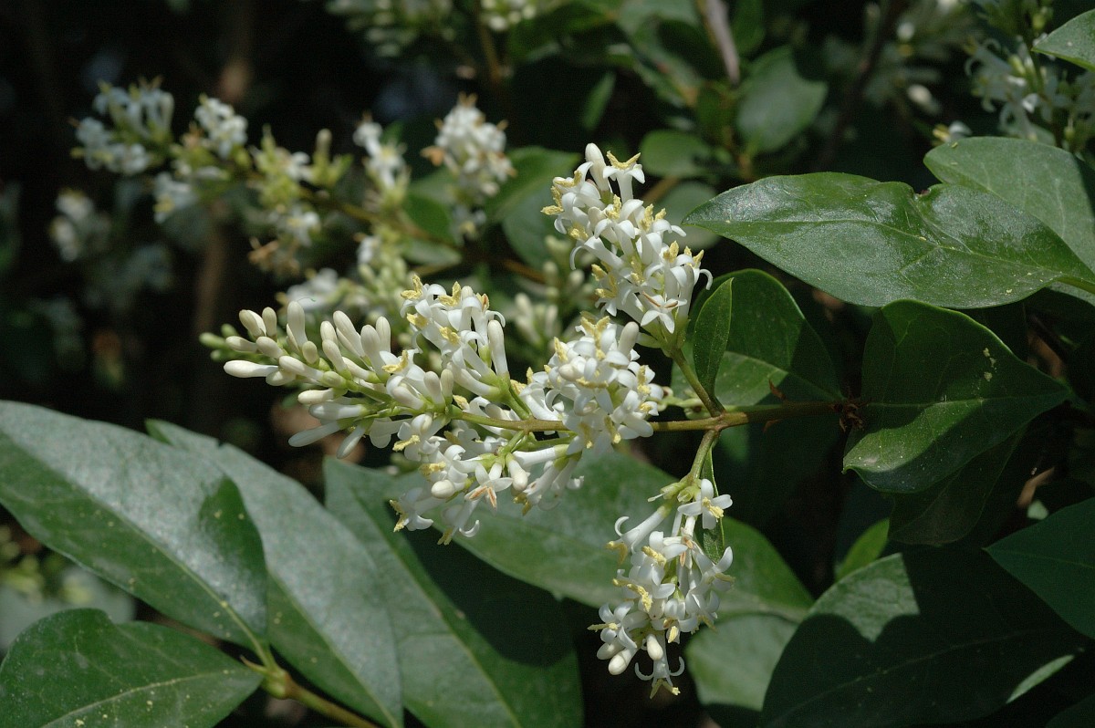 Ligustrum vulgare, Wild Privet.