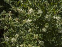 Ligustrum vulgare 10, Wilde liguster, Saxifraga-Jan van der Straaten