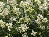 Ligustrum vulgare 11, Wilde liguster, Saxifraga-Roel Meijer