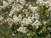 Ligustrum vulgare 12, Wilde liguster, Saxifraga-Willem van Kruijsbergen