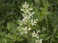 Ligustrum vulgare 13, Wilde liguster, Saxifraga-Willem van Kruijsbergen