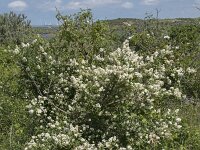 Ligustrum vulgare 14, Wilde liguster, Saxifraga-Willem van Kruijsbergen