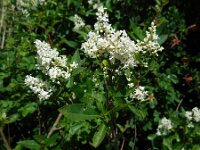 Ligustrum vulgare 17, Wilde liguster, Saxifraga-Ed Stikvoort