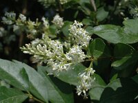 Ligustrum vulgare 2, Wilde liguster, Saxifraga-Jan van der Straaten