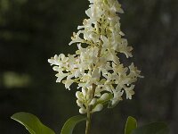 Ligustrum vulgare 3, Wilde liguster, Saxifraga-Marijke Verhagen