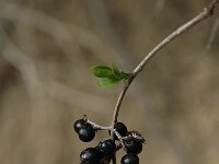 Ligustrum vulgare 4, Wilde liguster, Saxifraga-Jan van der Straaten