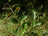 Ligustrum vulgare 5, Wilde liguster, Saxifraga-Rutger Barendse