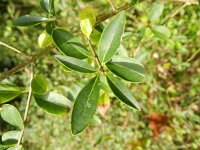 Ligustrum vulgare 6, Wilde liguster, Saxifraga-Rutger Barendse