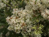 Ligustrum vulgare 7, Wilde liguster, Saxifraga-Jan van der Straaten