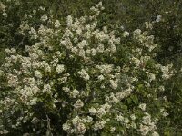 Ligustrum vulgare 8, Wilde liguster, Saxifraga-Jan van der Straaten