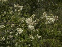 Ligustrum vulgare 9, Wilde liguster, Saxifraga-Jan van der Straaten