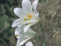 Lilium candidum 1, Saxifraga-Eugen Schaub