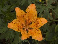 Lilium hollandicum 3, Saxifraga-Willem van Kruijsbergen