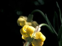 Lilium pyrenaicum 3, Saxifraga-Jan van der Straaten